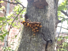 Coccinellinae