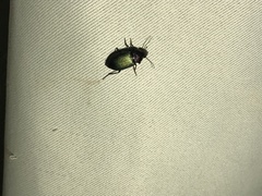 Neoaulacoryssus speciosus