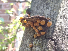 Coccinellinae