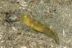 Cryptocentrus fasciatus