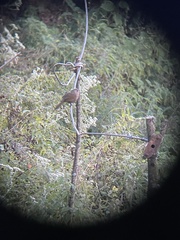 Trochalopteron lineatum