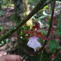Rhynchostele bictoniensis
