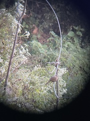 Trochalopteron lineatum