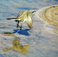 Motacilla capensis capensis