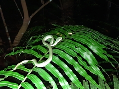 Tropidolaemus wagleri