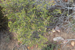 Passerina obtusifolia