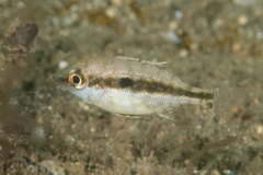 Lethrinus variegatus
