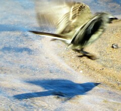 Motacilla capensis capensis