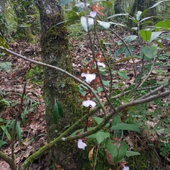 Rhynchostele bictoniensis