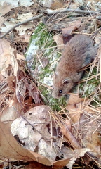 Clethrionomys gapperi