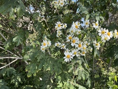 Montanoa bipinnatifida
