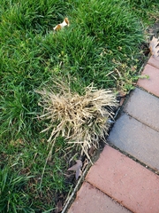 Eragrostis minor