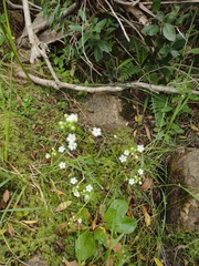 Samolus subnudicaulis