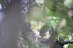 Regulus ignicapilla ignicapilla