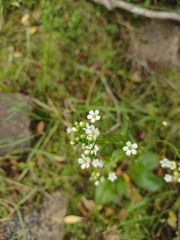 Samolus subnudicaulis