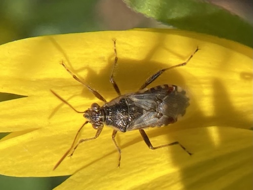Hyaline Grass Bug photo 6