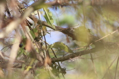 Regulus ignicapilla ignicapilla