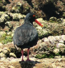 Haematopus moquini