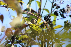 Regulus ignicapilla ignicapilla