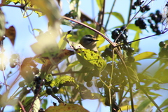 Regulus ignicapilla ignicapilla