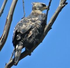 Stephanoaetus coronatus