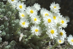 Castroviejoa frigida