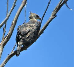 Stephanoaetus coronatus