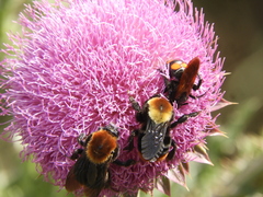 Bombus bellicosus