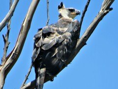 Stephanoaetus coronatus
