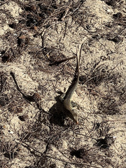 Pholidoscelis plei
