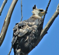 Stephanoaetus coronatus