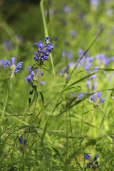 Dracocephalum ruyschiana