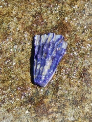 Austrobalanus imperator