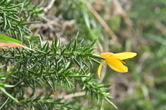 Ulex gallii