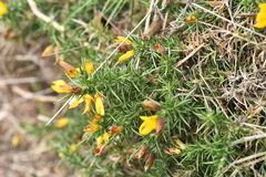 Ulex gallii