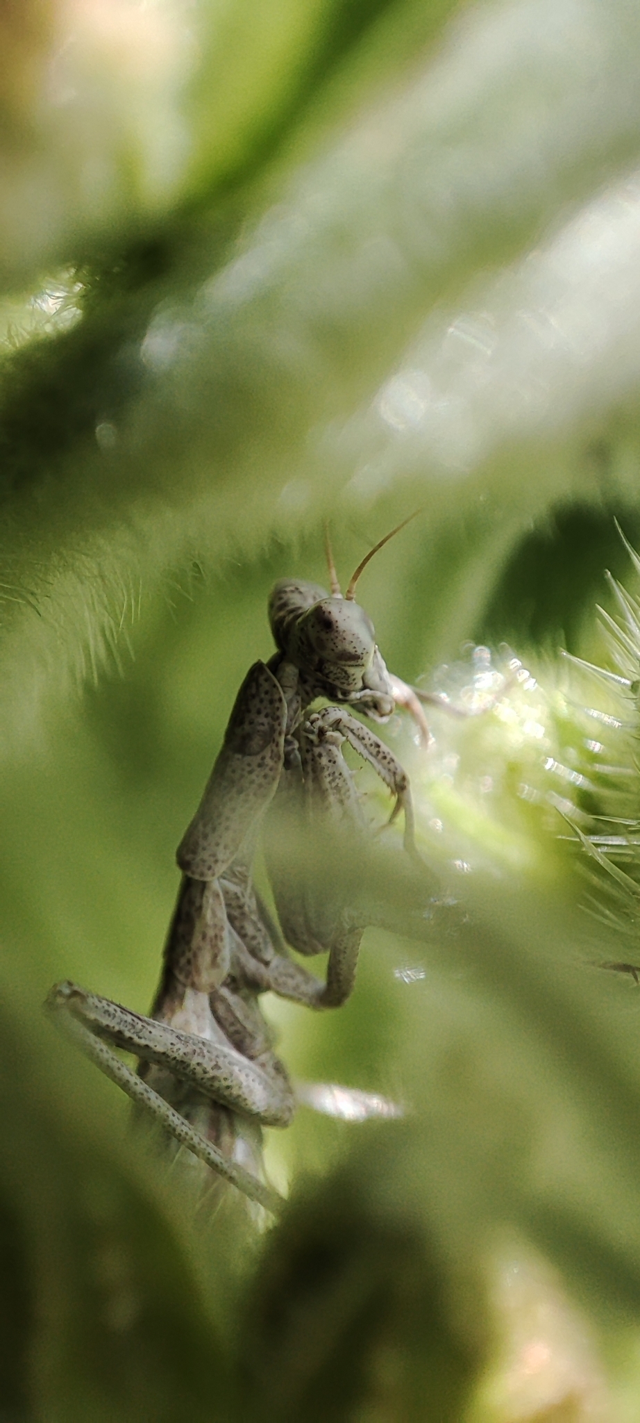 Pseudoyersinia teydeana