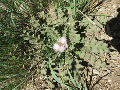 Cirsium scariosum