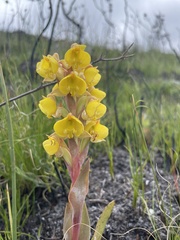 Pterygodium acutifolium