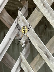 Argiope