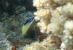 Gomphosus klunzingeri