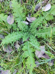 Cirsium palustre