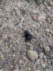 Amblyocarenum walckenaeri