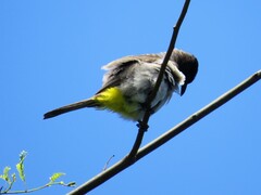 Pycnonotus barbatus layardi