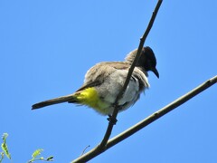 Pycnonotus barbatus layardi