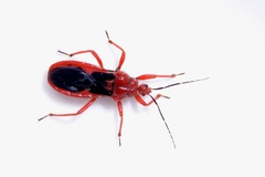 Labidocoris pectoralis