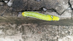 Daphnis nerii