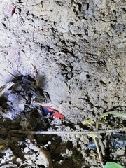 Labidocoris pectoralis