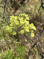 Calceolaria nudicaulis