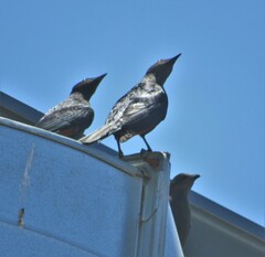 Onychognathus morio morio