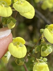 Calceolaria nudicaulis